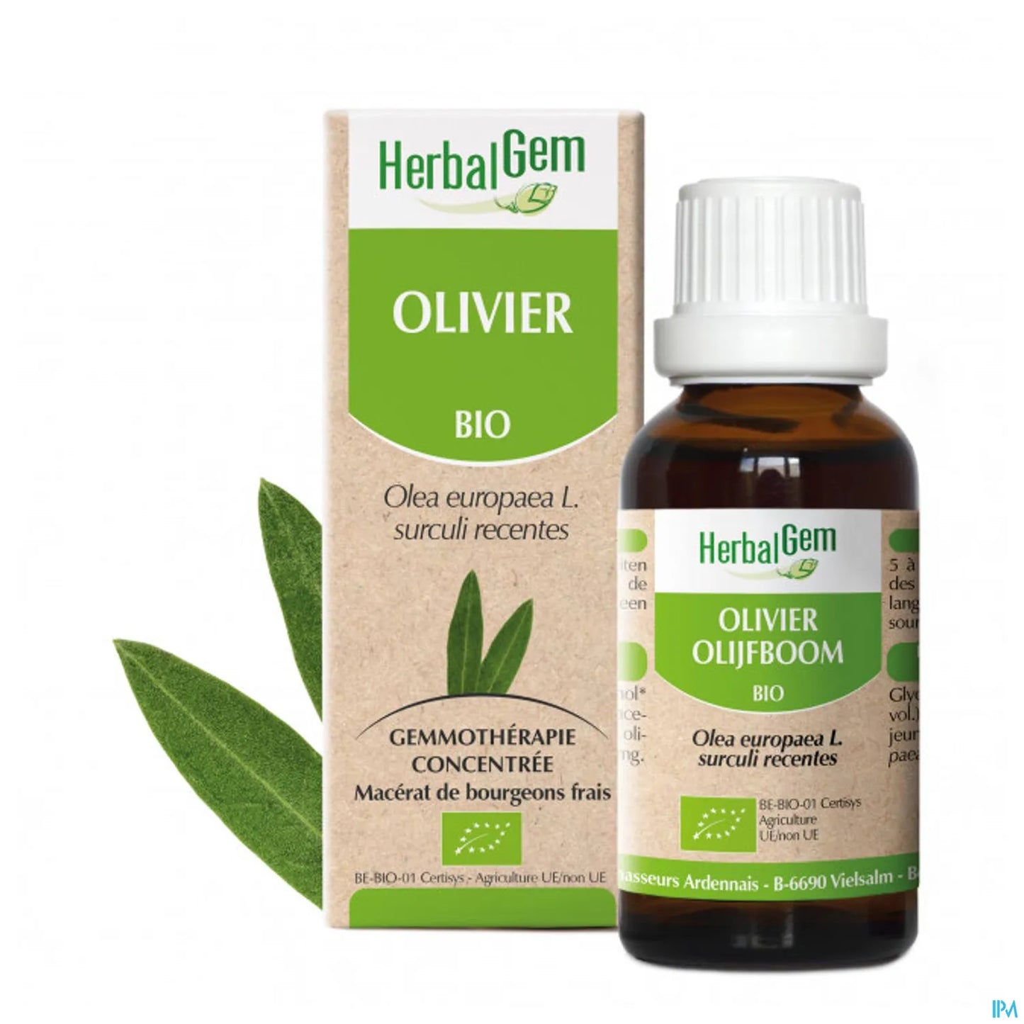 Macérât Bourgeons d'Olivier 30 mL