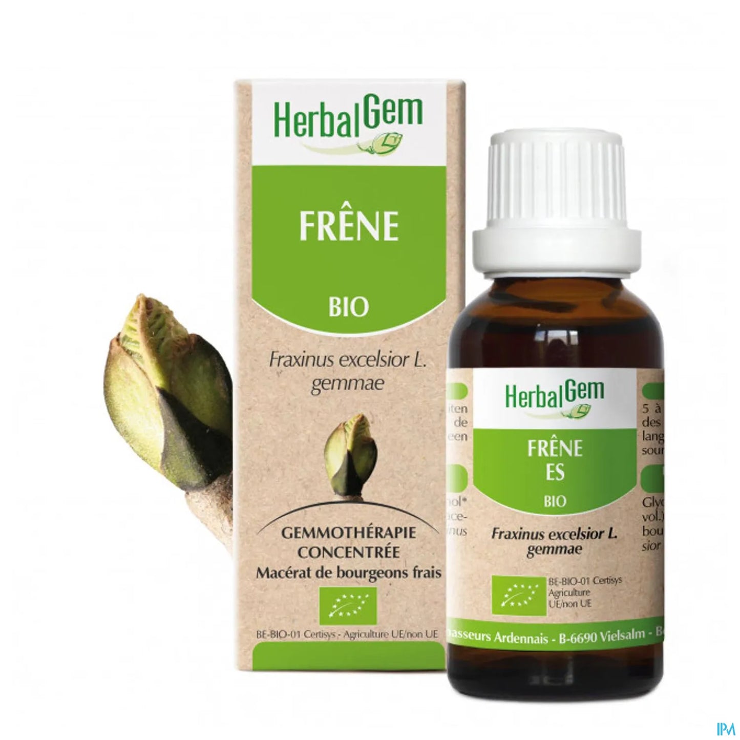 Macérat de Bourgeon de Frêne Bio 30 mL