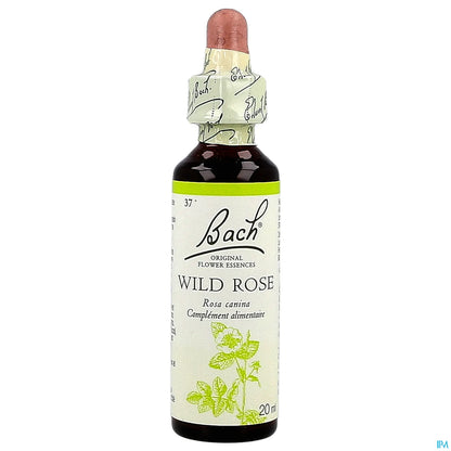 Rosa selvatica n. 37 20 ml