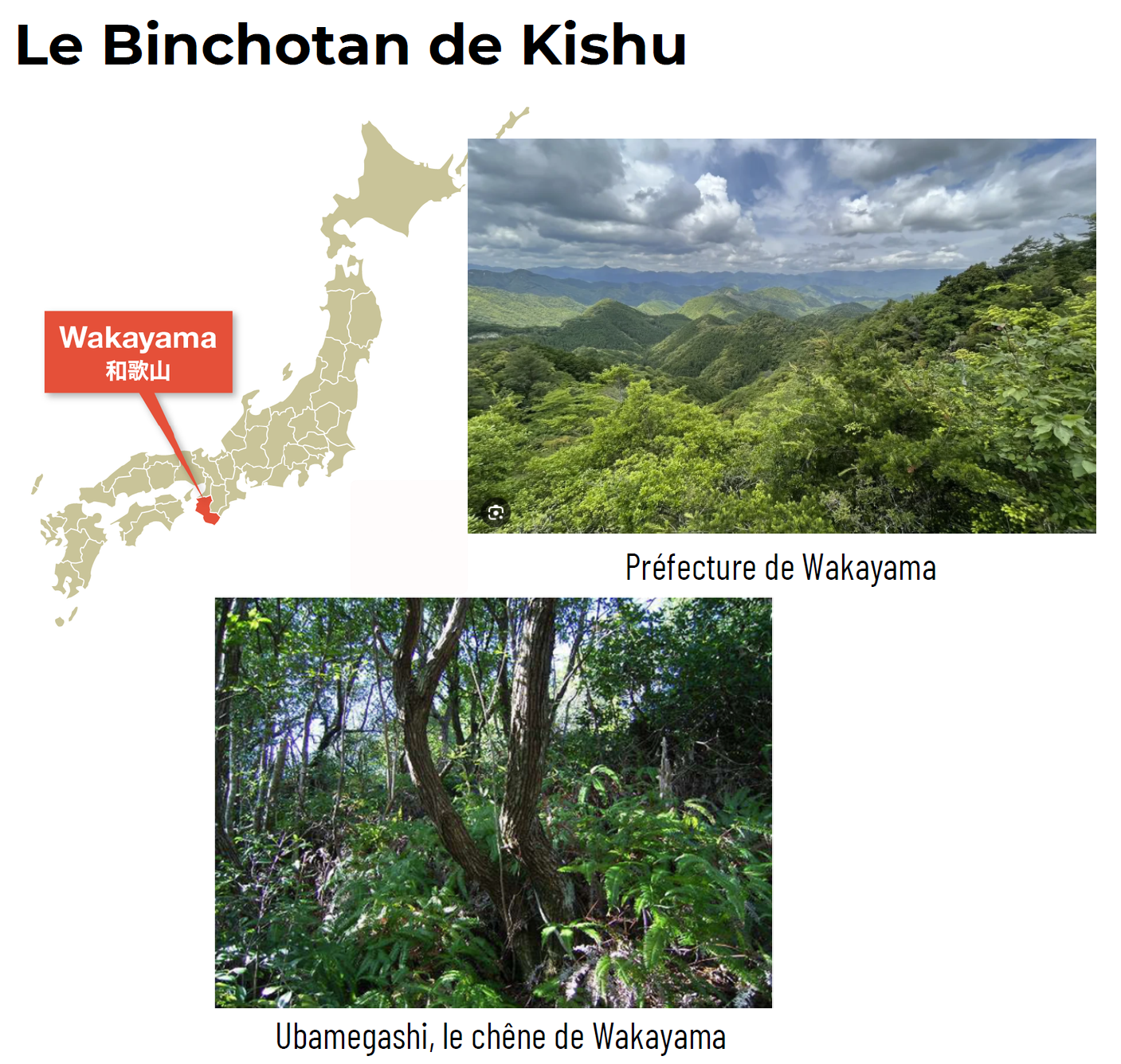 Le Binchotan de Kishu (Charbon actif)
