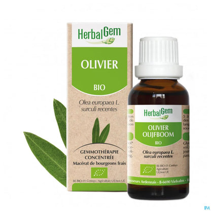 Macérât Bourgeons d'Olivier 30 mL