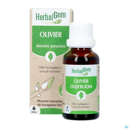 Macérât Bourgeons d'Olivier 30 mL