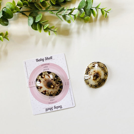 Coquillage D'Allaitement